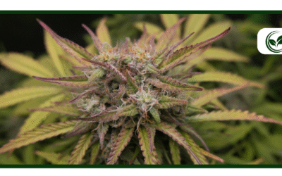 Is Weed Legal in Oklahoma? A Complete Cannabis Law Guide