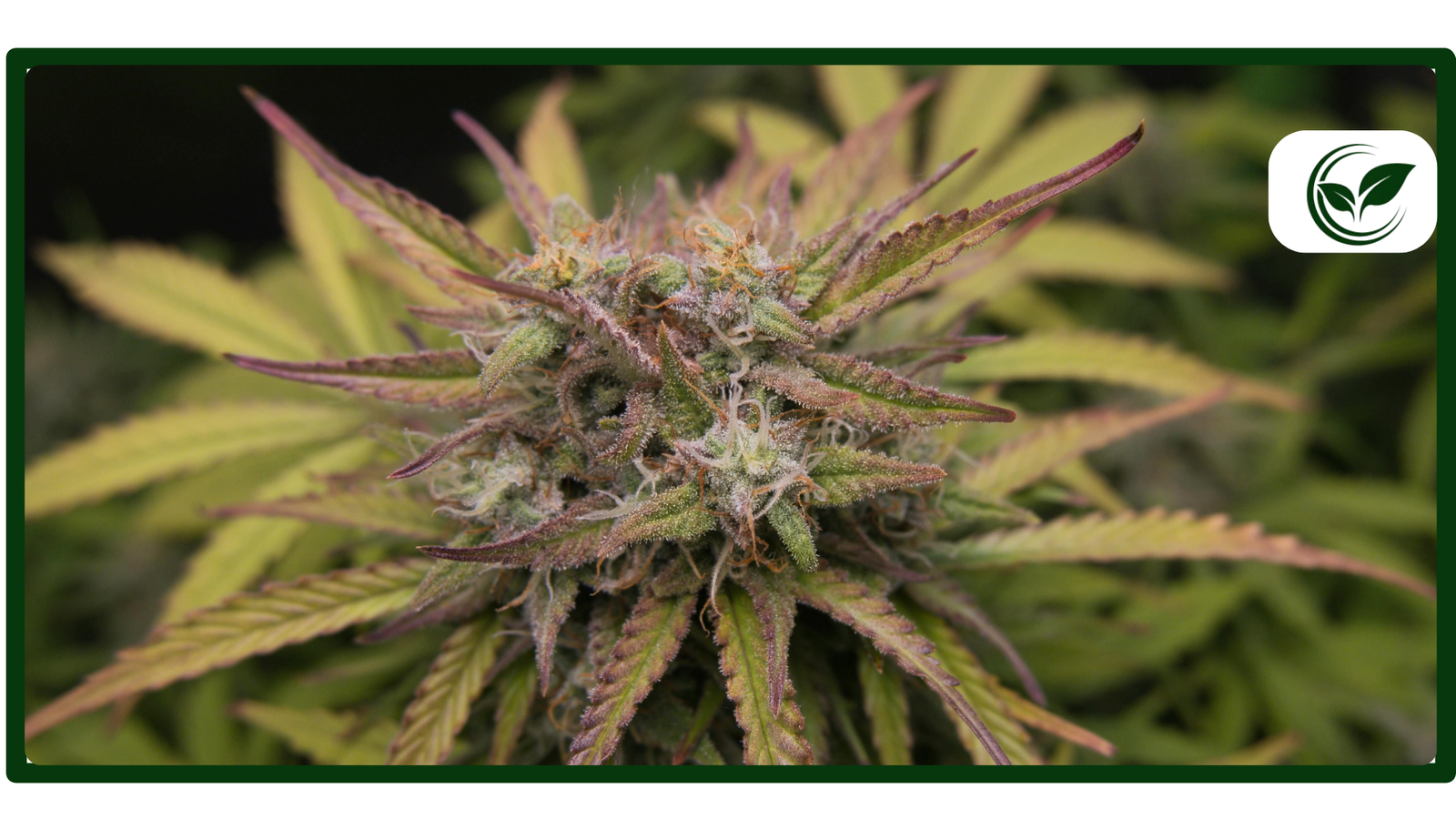 Is Weed Legal in Oklahoma