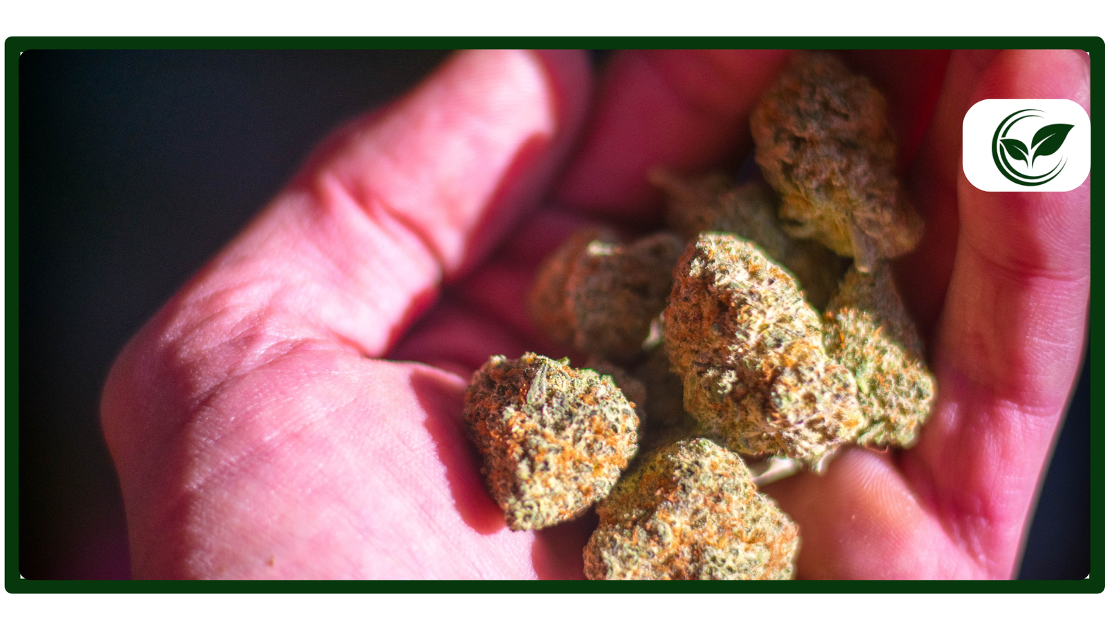 Is Weed Legal in Texas? Everything You Need to Know