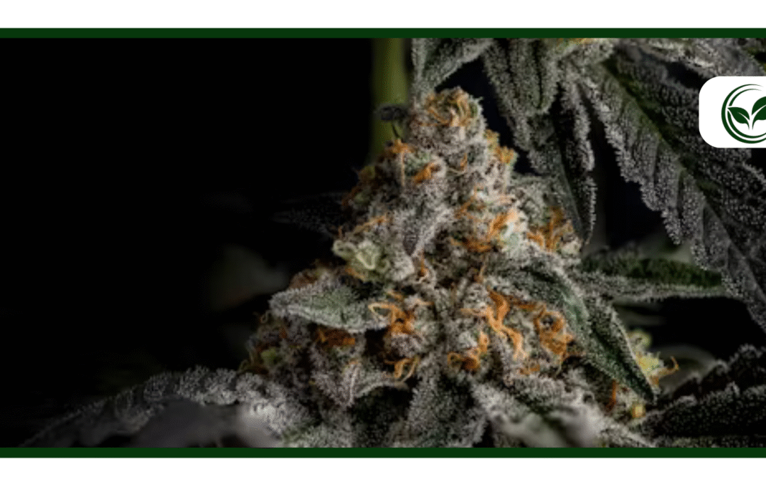 Is Weed Legal in Virginia? A Complete Guide for Medical Marijuana Patients