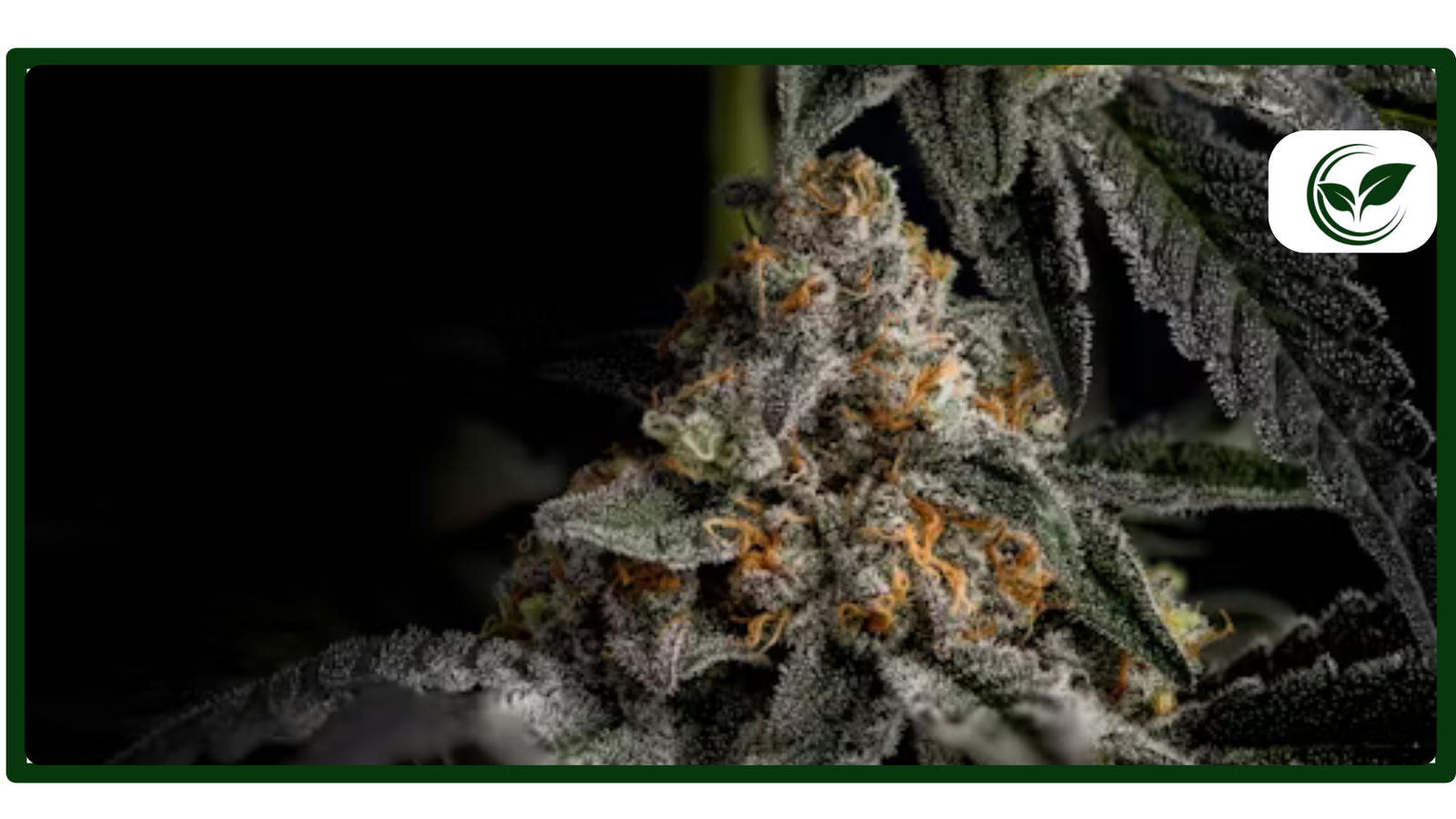 Is Weed Legal in Virginia