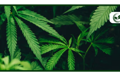 What Are the Best Weed Cities in the U.S.? (2026 Guide)