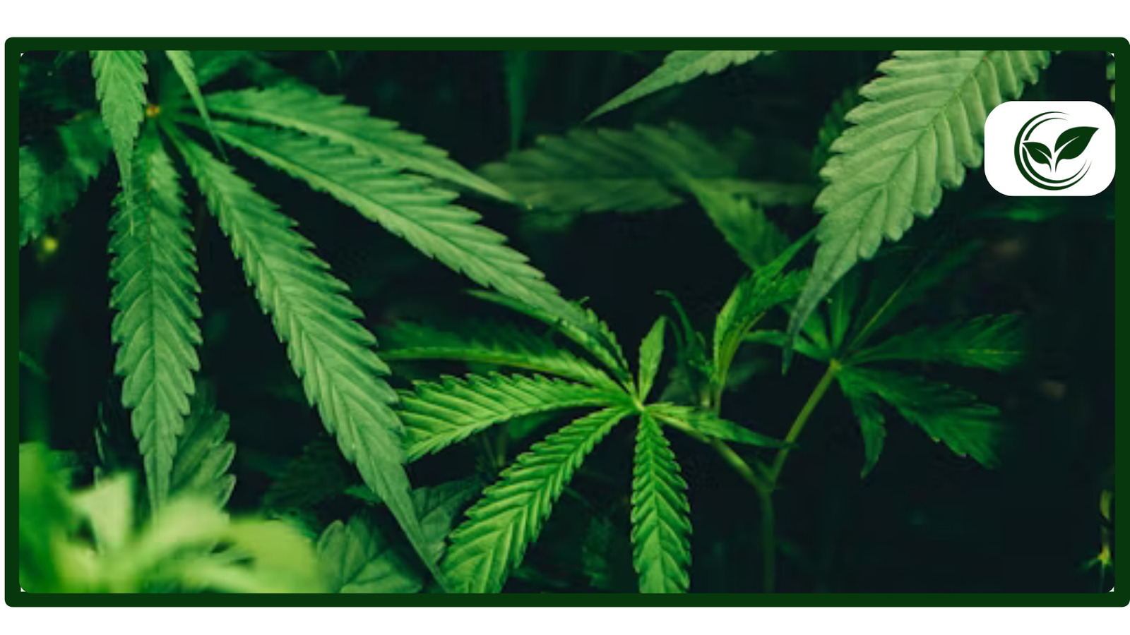 What Are the Best Weed Cities in the U.S. (2026 Guide)