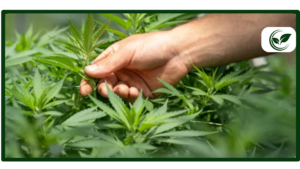 20 Cannabis Strains High in Myrcene (MMJMedics Guide)