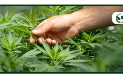 20 Cannabis Strains High in Myrcene (MMJMedics Guide)