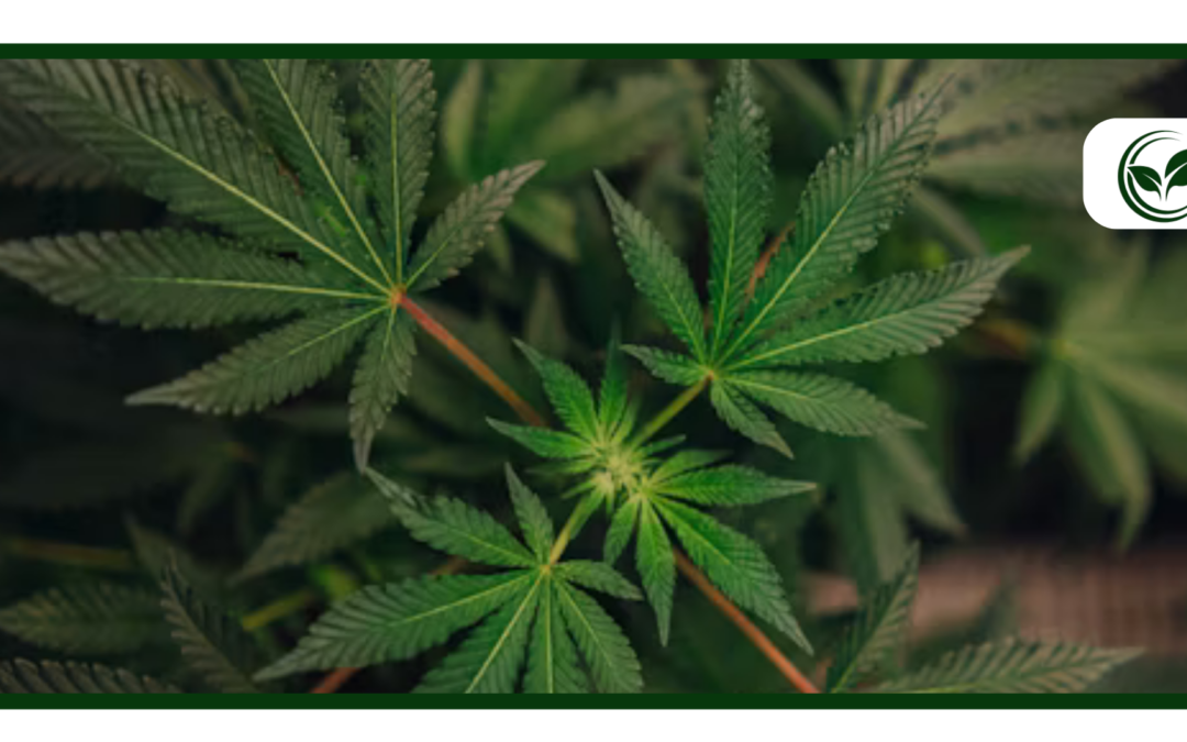 Benefits of a Medical Marijuana Card in a Recreational State like Michigan