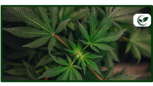 Benefits of a Medical Marijuana Card in a Recreational State like Michigan