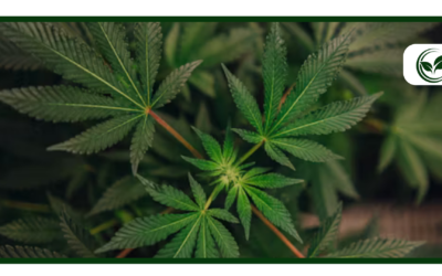 Benefits of a Medical Marijuana Card in a Recreational State like Michigan